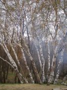 ��� ������ � ����