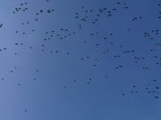 ��������� �����