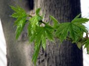 ���� ��������