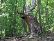 ������ �����