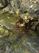 ����� ��������� ����������� �� ������ ����  