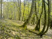 ��������� ���