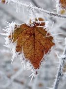 ������ ���