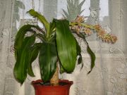 PICT0052 �����.������