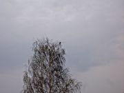-48