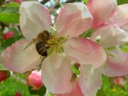 ������� ����