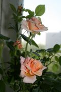 roses new