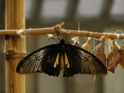 papilio bamboo