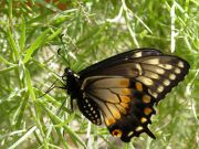 papilio orange