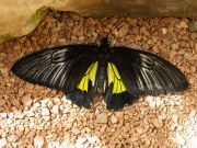 papilio kamni