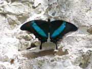 papilio purple black