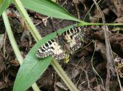 Butterfly 2