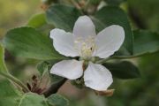 Flower 08