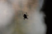 spider
