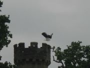 IMG 6207
