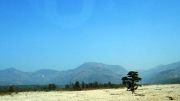 Single tree in Dune