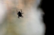 spider