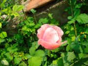 DSC02987
