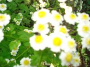 DSC02996