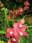 Orchid red