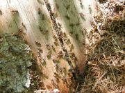 ������������� ���� ������� ��������