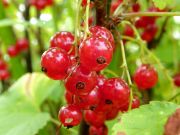 ������� �� ������