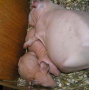 ������� ����