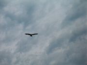 IMG 8594