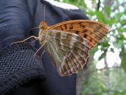 IMG 9045