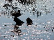 �  �������...