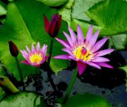 Family of purple lilies