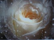 ������, ������ 2008 239