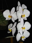 Phal.philippinnese