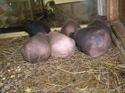 ������ �������