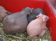 ������� ���������� ����