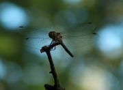 ����������� 043