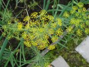 ������� ����� :)