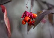 ������ **7227