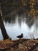 � ����� ������������ ������