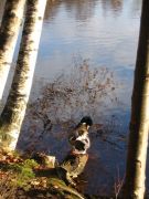 ����� ����������� �������