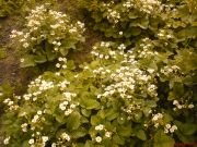 DSC00329