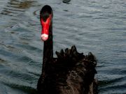 Black Swan