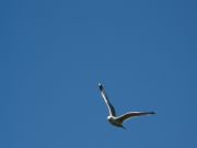 Seagull #2