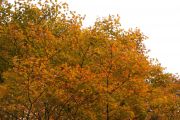 IMG 5868