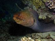 ������ ��� ������ �����? ��� ����� �����������...