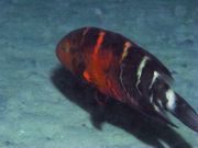 ������ ��������