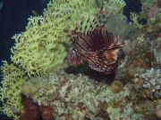 �������� �������?