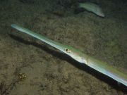 ����-������