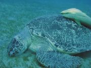 ��������� ��� ��������