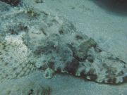 �������� ����